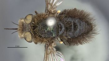 Media type: image;   Entomology 12722 Aspect: habitus dorsal view